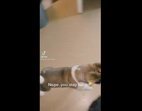 Puppy tries to play with cat 