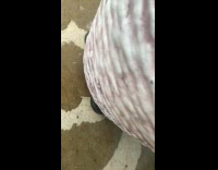 Plant produces like fart sound after watered