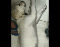 Puppy dog lays moves paws swimming motion