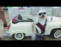 music girls dancing next to white dog at store
