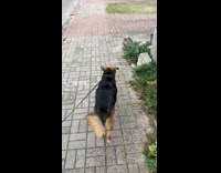 Collab ClipsIG - Man Belches then Lady Repeats after Him walks the dog