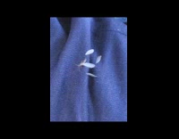 Insect remove all its wings blue cloth