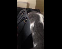 grey white cat struggles to get in black bag