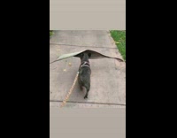 Black dog carries large leaf on walk