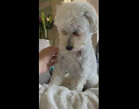 Lady asks white dog if its sleepy 