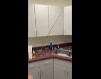 Guy bought long bamboo plant