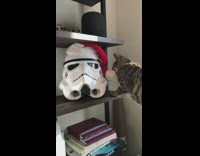 Cat plays with Stormtrooper santa hat