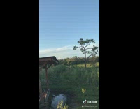 Woman calls donkey comes out of grass 