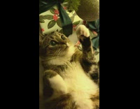 Collab Clips mpugc - Cat under christmas tree ornament