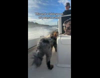 Dog comes with owner on boat ride