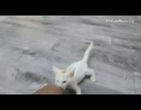 Collab DailyDoseOfInternet - Guy plays with orange and white kitten