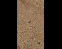 Tiny hermit crab rolls a sand ball at beach 