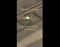 Rat eats zucchini dropped on subway tracks 