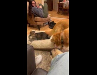 Cat on pet bed stays unbothered