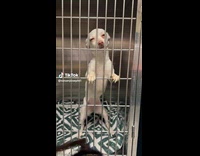 White dog inside cage stand and wag tail