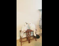 Pet cat tries to kiss another cat but gets slapped