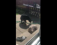 Dog Whines as Poo Gets Stuck on Butt