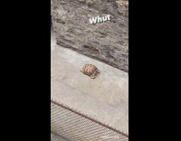 Girl Sees Tortoise Outside Window Laying in Alley