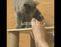 Grey cat smells foot clear bubble tower
