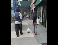 Duck walks with man and woman sidewalk