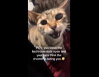 Cats panic thinking hooman is in danger showering