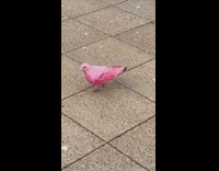 People react to pink pigeon on ground
