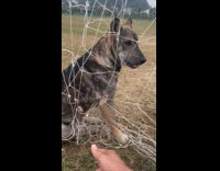 Dog being rescued gets trapped on net
