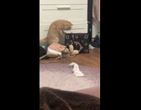 Cat checks inside bag on the floor