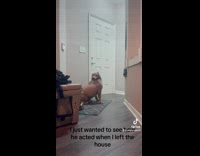 Collab BitchMP - Man pretends to leave dog in house 