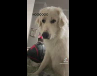 Collab Clips mpugc - White dog knocks over box of food all over bed