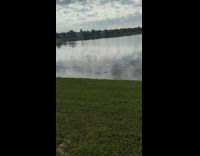 Alligator stealing submitters catch of fish 