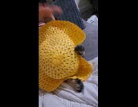 Pug remove yellow hat put on head