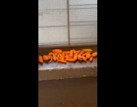 Carrots left on window sill in lobby