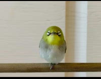 Green grey white bird wakes up stick