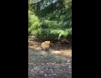 Collab BitchMP - Brown chicken jumping to bite branch