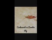 Upside Down Cockroach Fighting An Agile Wasp