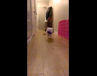 Slow motion dog purple toy running to camera