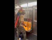 Guy rides train with birds on shoulder