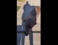 Fed ex delivery driver treats for dogs 