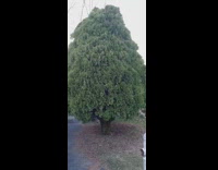 Group of bird inside the covered tree