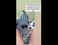 Dogs play fetch with destroyed Nerf ball