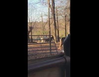 Brown pony run around farm yard morning