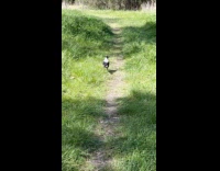 Magpie bird leads filmer on the forest