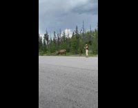 Deer almost attack woman selfie run away