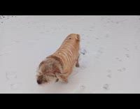 Dog runs around likes to play snow