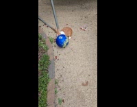 Rabbit plays blue soccer ball at yard