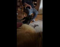Dog barks at another dog on couch