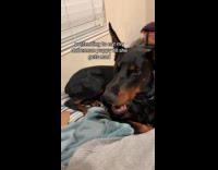 Couple annoying puppy pretends to eat dog