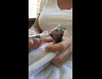 Girl feeds newborn opossum animal milk syringe 
