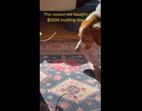 Dog long stare at bug on carpet